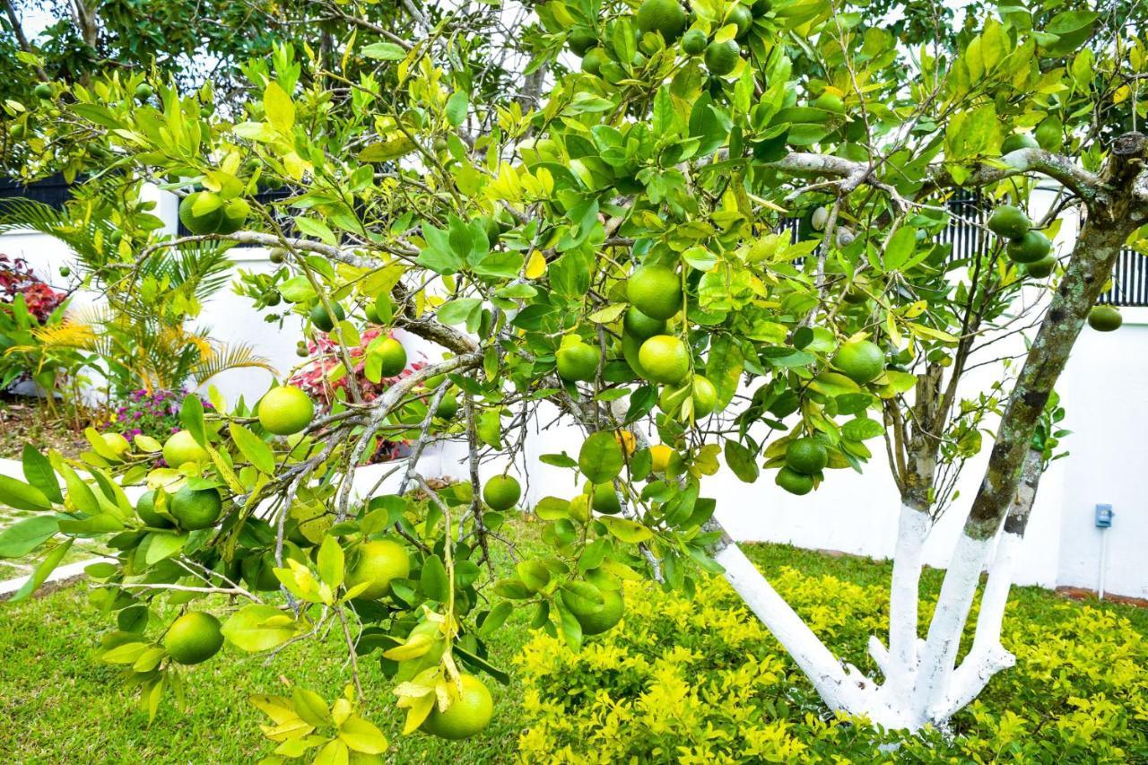 Jamgolia Place Mandeville Exteriér fotografie